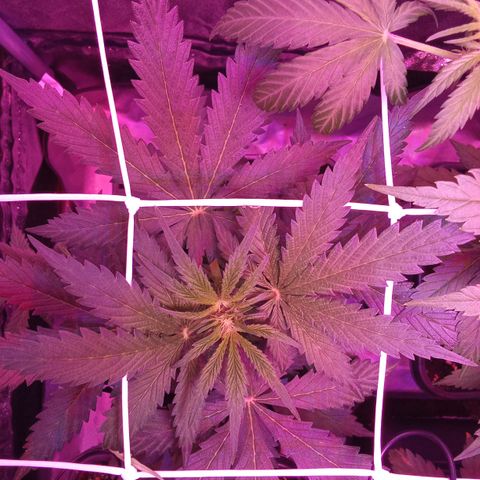 Gorilla Punch Automatik  growlog timeline photo