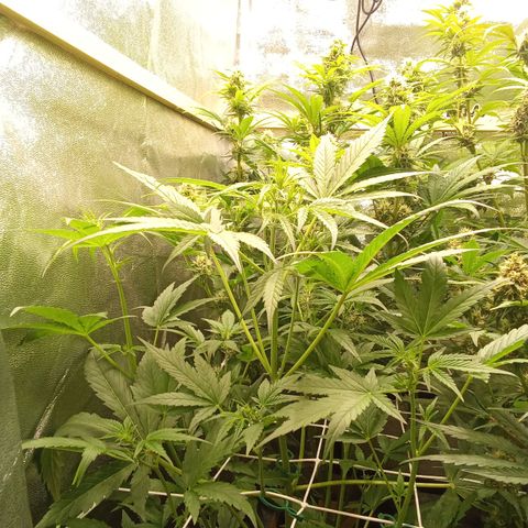 Zkittlez Automatic  growlog timeline photo