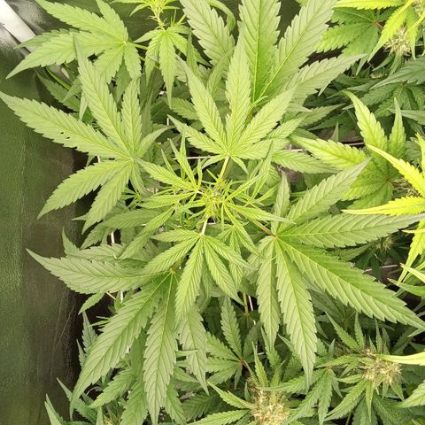Zkittlez Automatic  growlog timeline photo