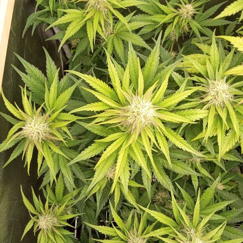 Banana purple punch hinten links  growlog timeline photo
