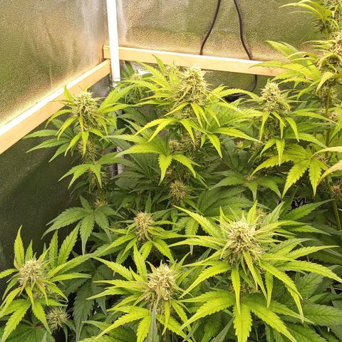 Banana purple punch hinten links  growlog timeline photo