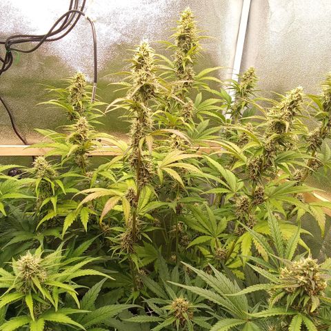 Banana Purple Punch Automatik #1 Hinten Rechts  growlog timeline photo