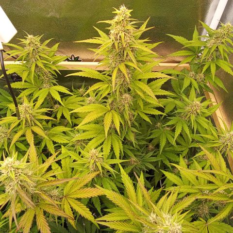 Banana Purple Punch Automatik #1 Hinten Rechts  growlog timeline photo