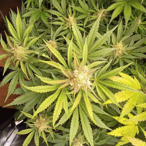 Banana purple punch vorne rechts  growlog timeline photo