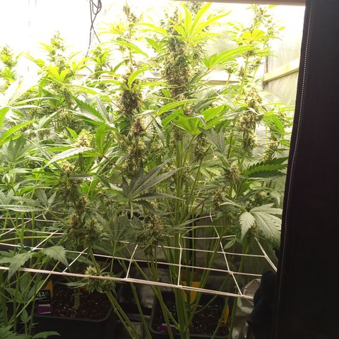 Banana purple punch vorne rechts  growlog timeline photo