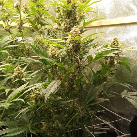 Banana purple punch vorne rechts  growlog timeline photo