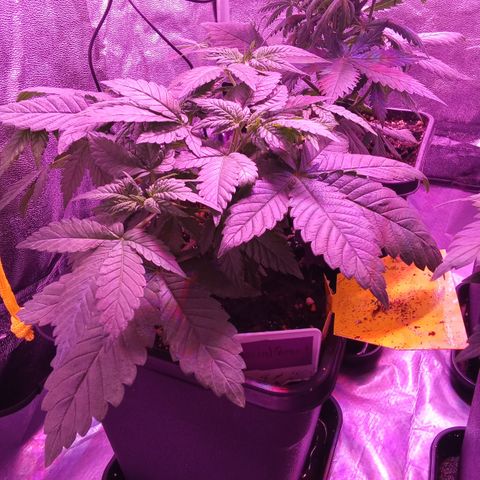 Special Queen #1 growlog timeline photo