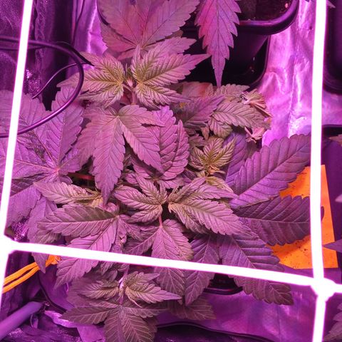 Special Queen #1 growlog timeline photo