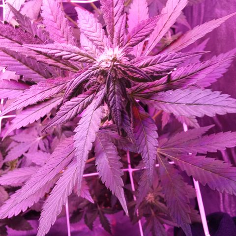 ???? growlog timeline photo