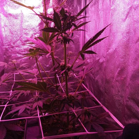 ???? growlog timeline photo