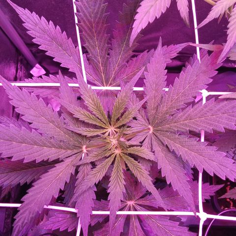 Gorilla Punch Automatik  growlog timeline photo