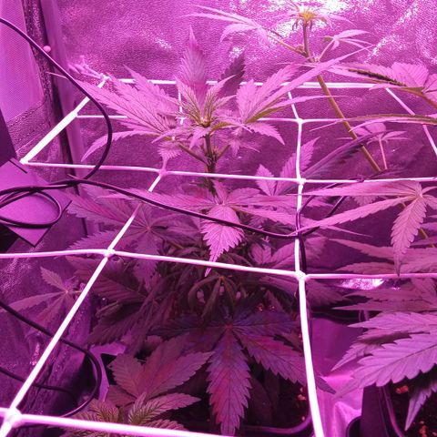 Gorilla Punch Automatik  growlog timeline photo