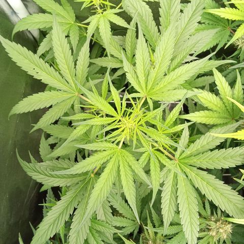 Zkittlez Automatic  growlog timeline photo