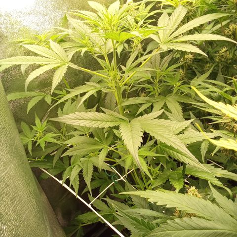 Zkittlez Automatic  growlog timeline photo
