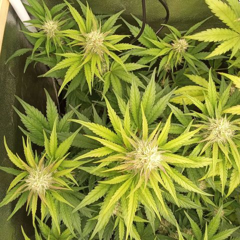 Banana purple punch hinten links  growlog timeline photo