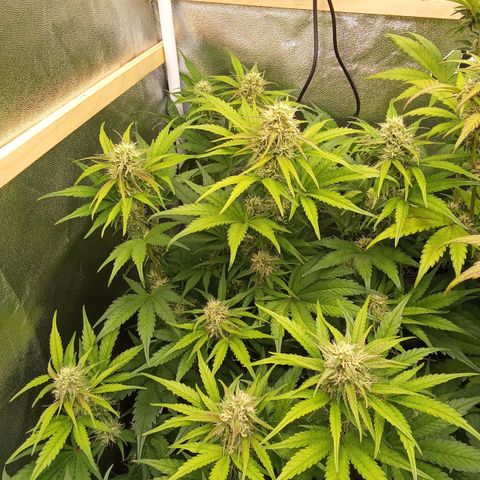 Banana purple punch hinten links  growlog timeline photo