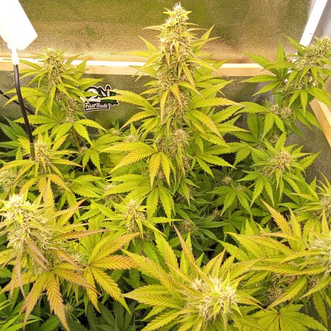 Banana Purple Punch Automatik #1 Hinten Rechts  growlog timeline photo