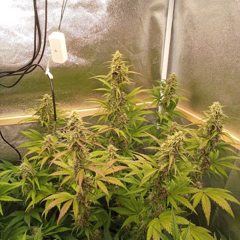 Banana Purple Punch Automatik #1 Hinten Rechts  growlog timeline photo