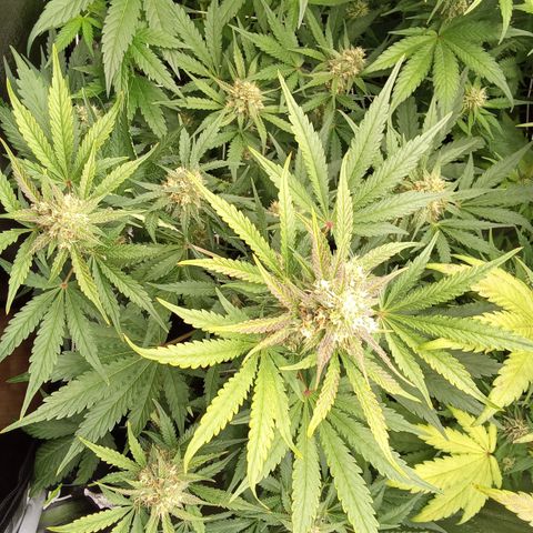 Banana purple punch vorne rechts  growlog timeline photo