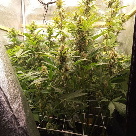 Banana purple punch vorne rechts  growlog timeline photo