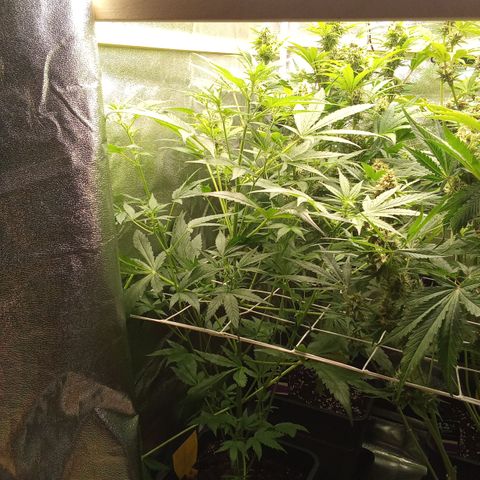 Zkittlez Automatic  growlog timeline photo