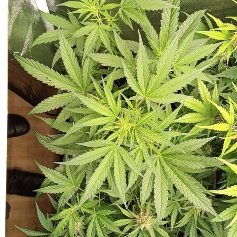 Zkittlez Automatic  growlog timeline photo