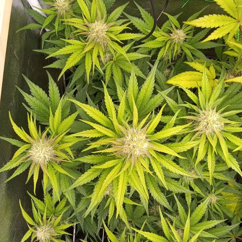 Banana purple punch hinten links  growlog timeline photo