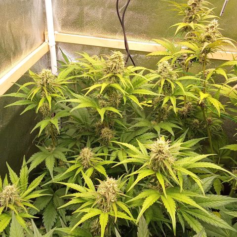Banana purple punch hinten links  growlog timeline photo