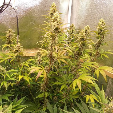 Banana Purple Punch Automatik #1 Hinten Rechts  growlog timeline photo