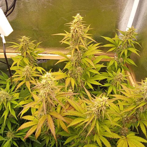 Banana Purple Punch Automatik #1 Hinten Rechts  growlog timeline photo