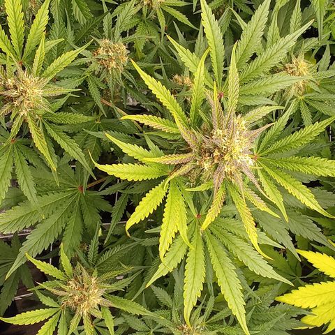 Banana purple punch vorne rechts  growlog timeline photo
