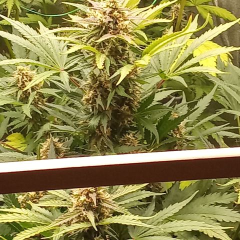 Banana purple punch vorne rechts  growlog timeline photo