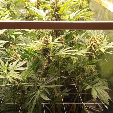 Banana purple punch vorne rechts  growlog timeline photo