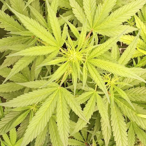 Zkittlez Automatic  growlog timeline photo