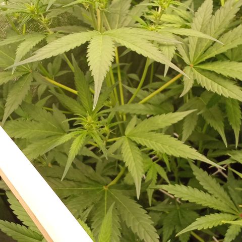 Zkittlez Automatic  growlog timeline photo