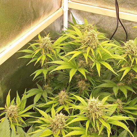Banana purple punch hinten links  growlog timeline photo