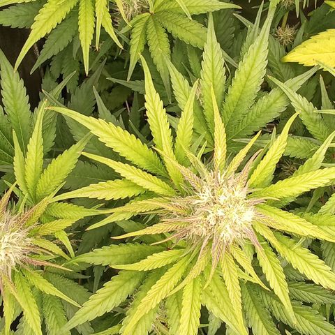 Banana purple punch hinten links  growlog timeline photo