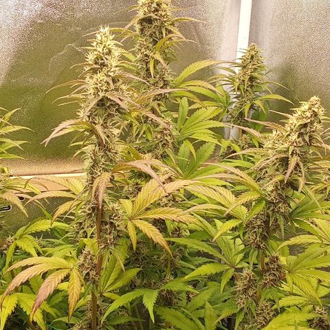 Banana Purple Punch Automatik #1 Hinten Rechts  growlog timeline photo
