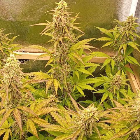 Banana Purple Punch Automatik #1 Hinten Rechts  growlog timeline photo