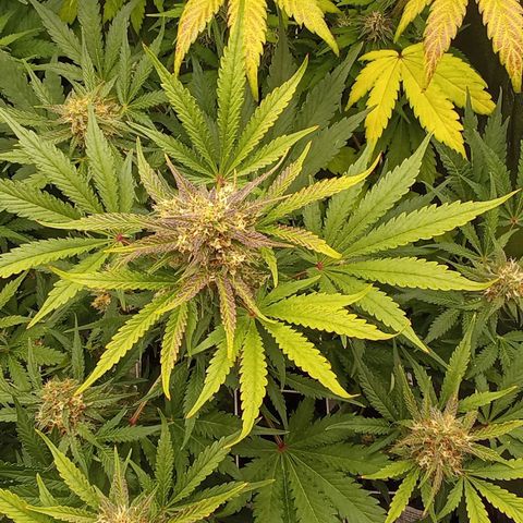 Banana purple punch vorne rechts  growlog timeline photo