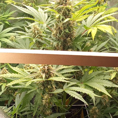 Banana purple punch vorne rechts  growlog timeline photo