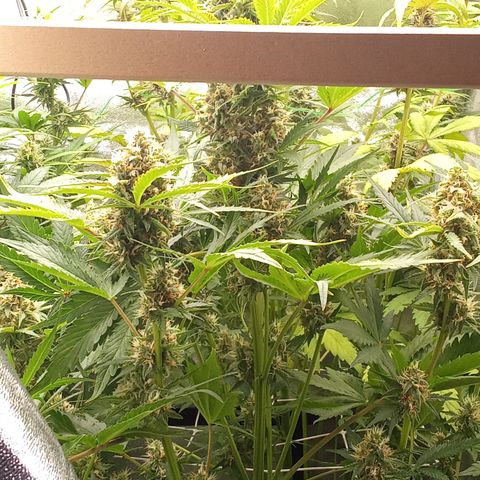 Banana purple punch vorne rechts  growlog timeline photo
