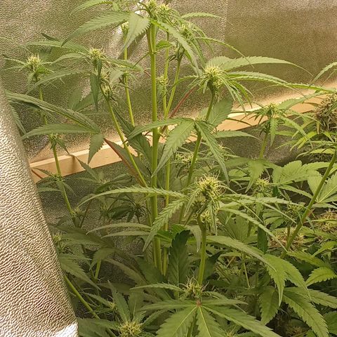 Zkittlez Automatic  growlog timeline photo