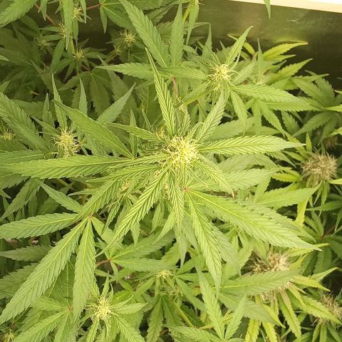 Zkittlez Automatic  growlog timeline photo