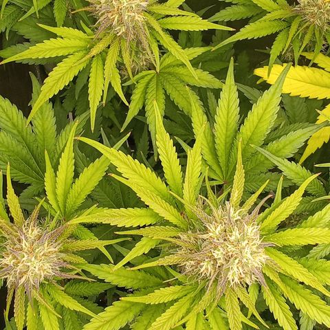 Banana purple punch hinten links  growlog timeline photo
