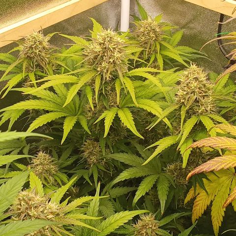 Banana purple punch hinten links  growlog timeline photo