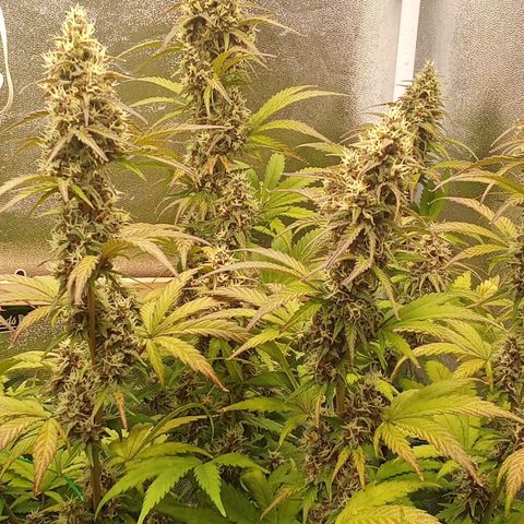 Banana Purple Punch Automatik #1 Hinten Rechts  growlog timeline photo