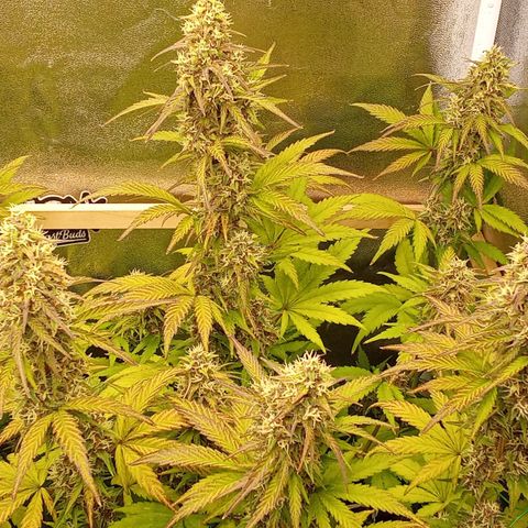 Banana Purple Punch Automatik #1 Hinten Rechts  growlog timeline photo