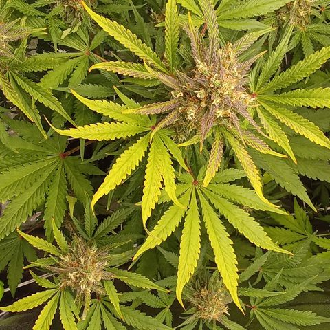Banana purple punch vorne rechts  growlog timeline photo