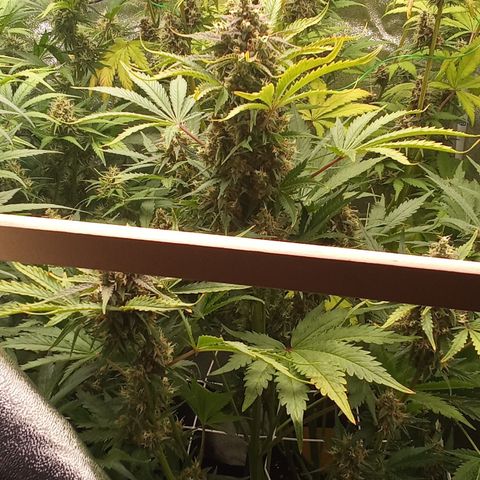 Banana purple punch vorne rechts  growlog timeline photo